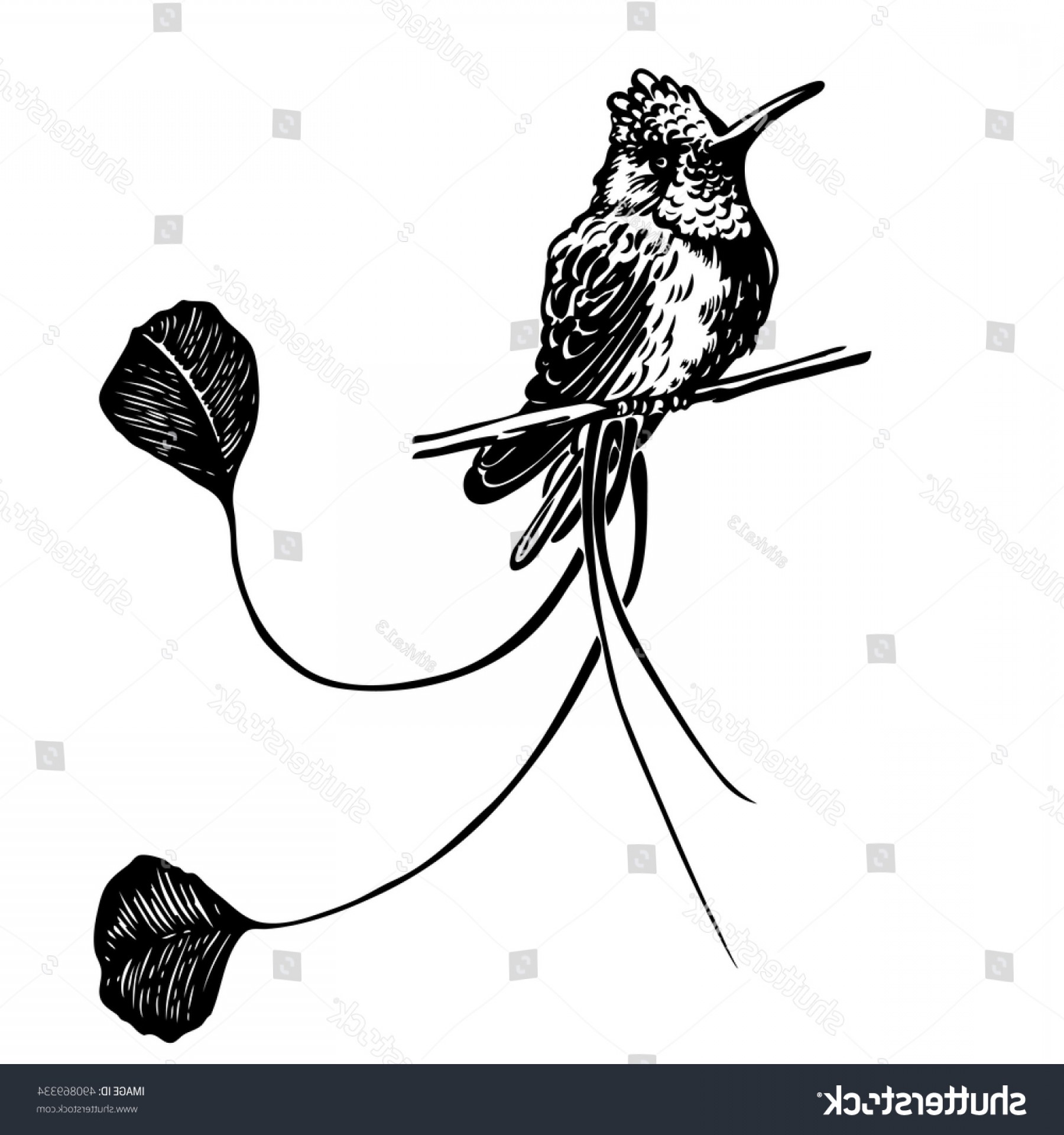 1800x1920 Black White Paint Draw Hummingbird Vector Arenawp