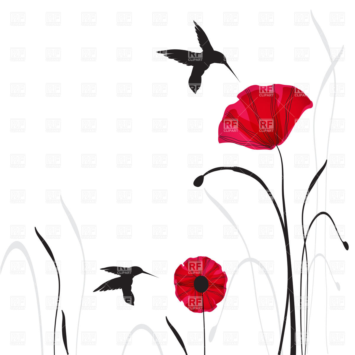 1200x1200 Two Poppies And Silhouettes Of Flying Hummingbirds Vector Image