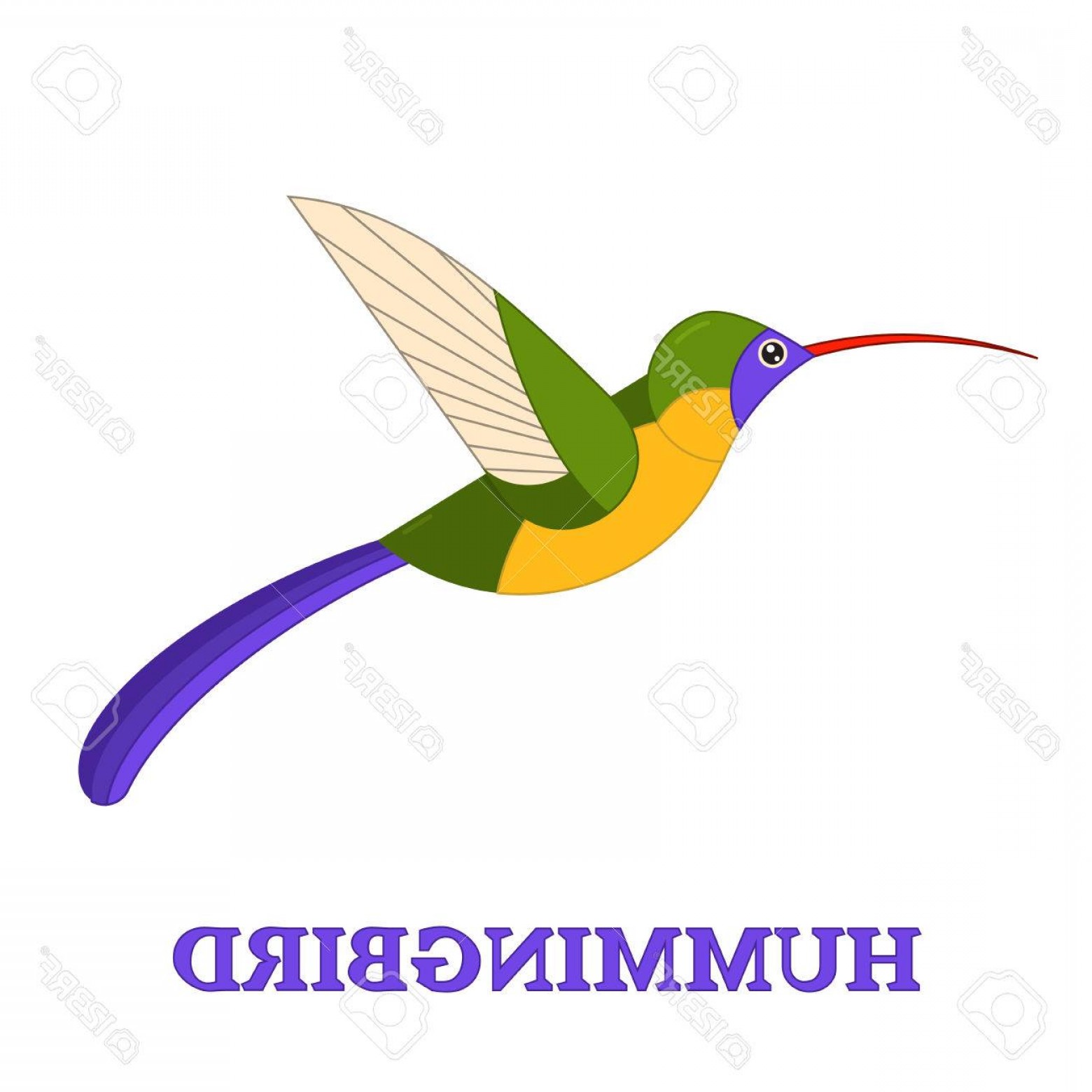 1560x1560 Violet Crowned Hummingbird Vector Shopatcloth