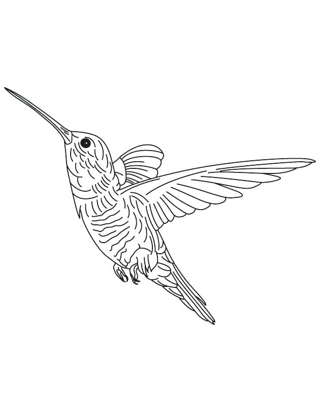 630x810 Drawn Hummingbird Free Bird