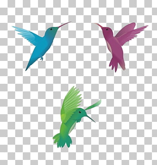 Hummingbird Vector Free