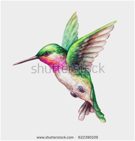 450x470 Hummingbird Vector Free Astonishing Free Other Vector File