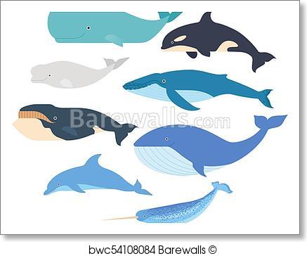 Humpback Whale Vector