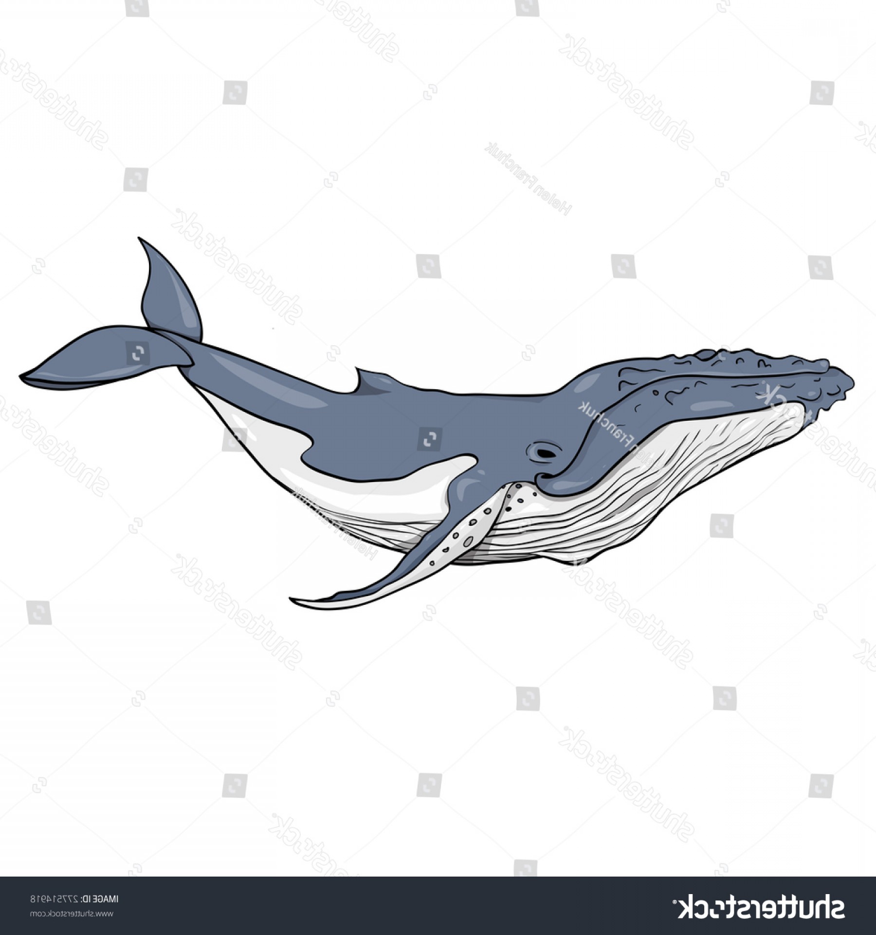 1800x1920 Humpback Whale Vector Arenawp