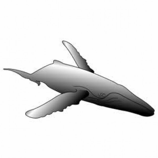626x626 Humpback Whale Vectors, Photos And Psd Files Free Download