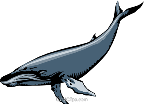 480x346 Humpback Whales Royalty Free Vector Clip Art Illustration