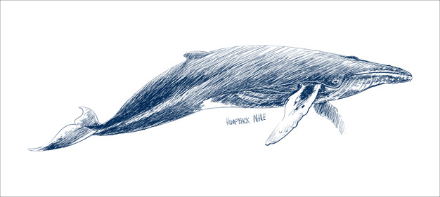 626x281 Illustration Drawing Style Of Humpback Whale Vector Premium Download