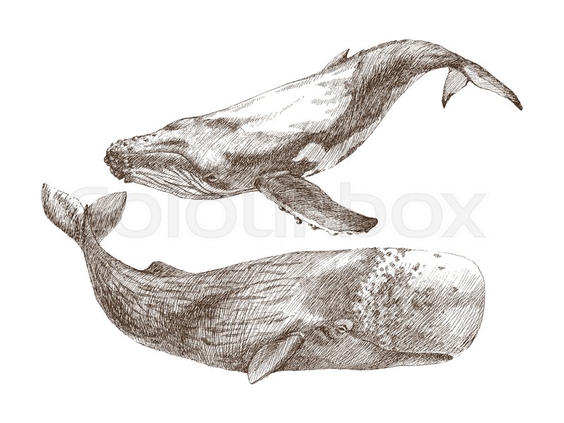 800x600 Set Of Graphical Hand Painted Whale Isolated On White Background
