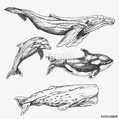 500x500 Whales Set. Hand Drawn Illustration. Humpback Whale, Killer Whale
