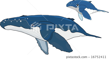 450x244 Vector, Vectors, Humpback Whale