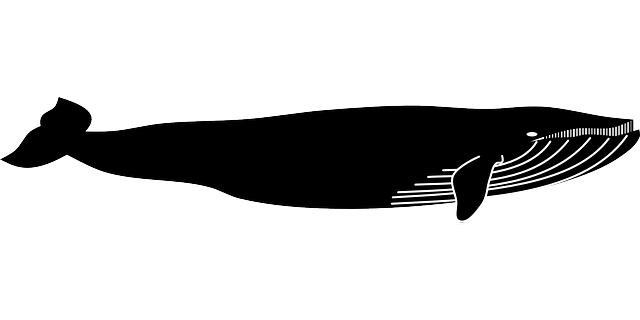 640x320 Collection Of Free Whale Vector Vintage. Download On Ubisafe