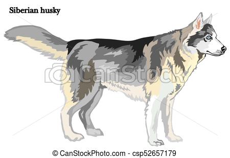 450x309 Siberian Husky Vector Illustration. Portrait Of Standing In