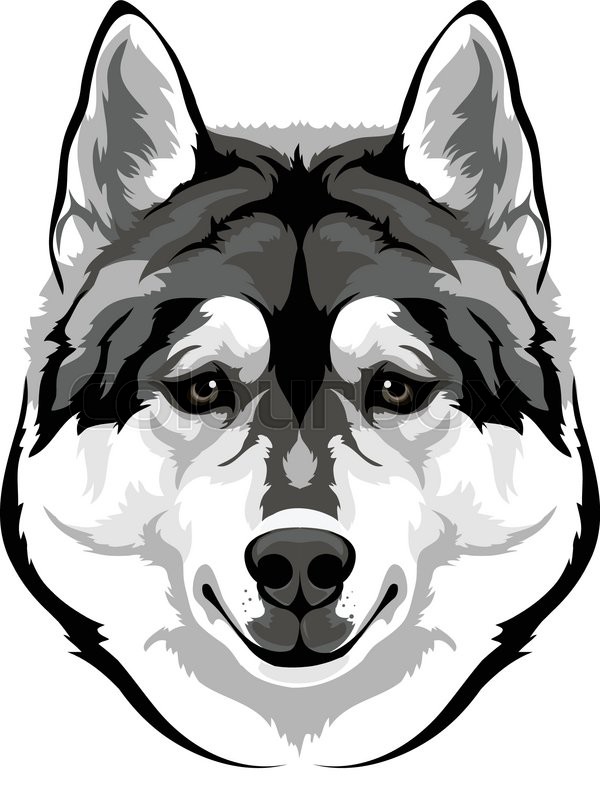 600x800 Vector Drawing Of The Head Of The Dog Breed Siberian Husky Stock