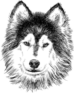 294x368 Free Vector Husky Dog Free Vector Download (841 Free Vector) For