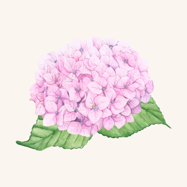 626x626 Hydrangea Vectors, Photos And Psd Files Free Download