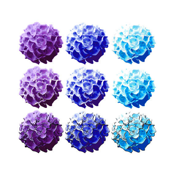 570x570 Hydrangea Clipart Vector