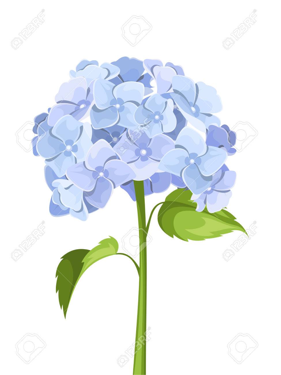 975x1300 Hydrangea Clipart Vector