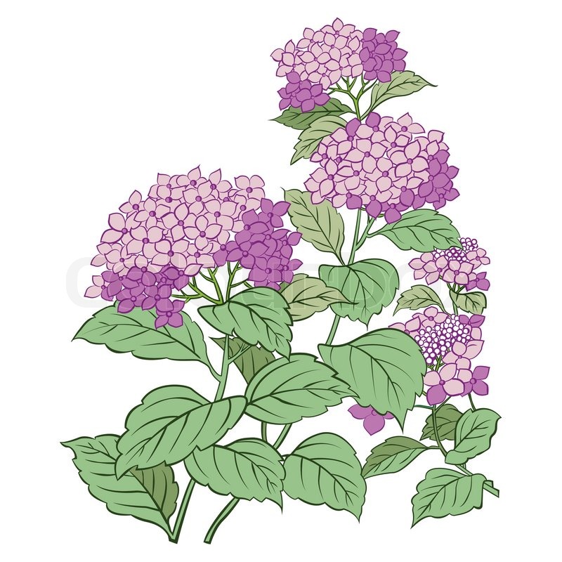 800x800 Hydrangea Flower And Leaf Isolated On White Stock Vector Colourbox