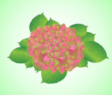 435x368 Hydrangea Vector Free Vector Download (5 Free Vector) For