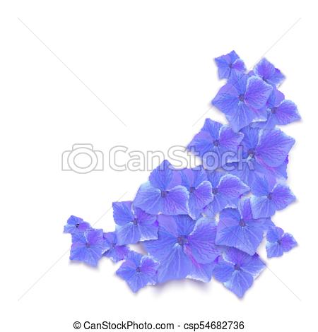 450x470 Hydrangea Vector Illustration. Blue Summer Flower Isolated On A
