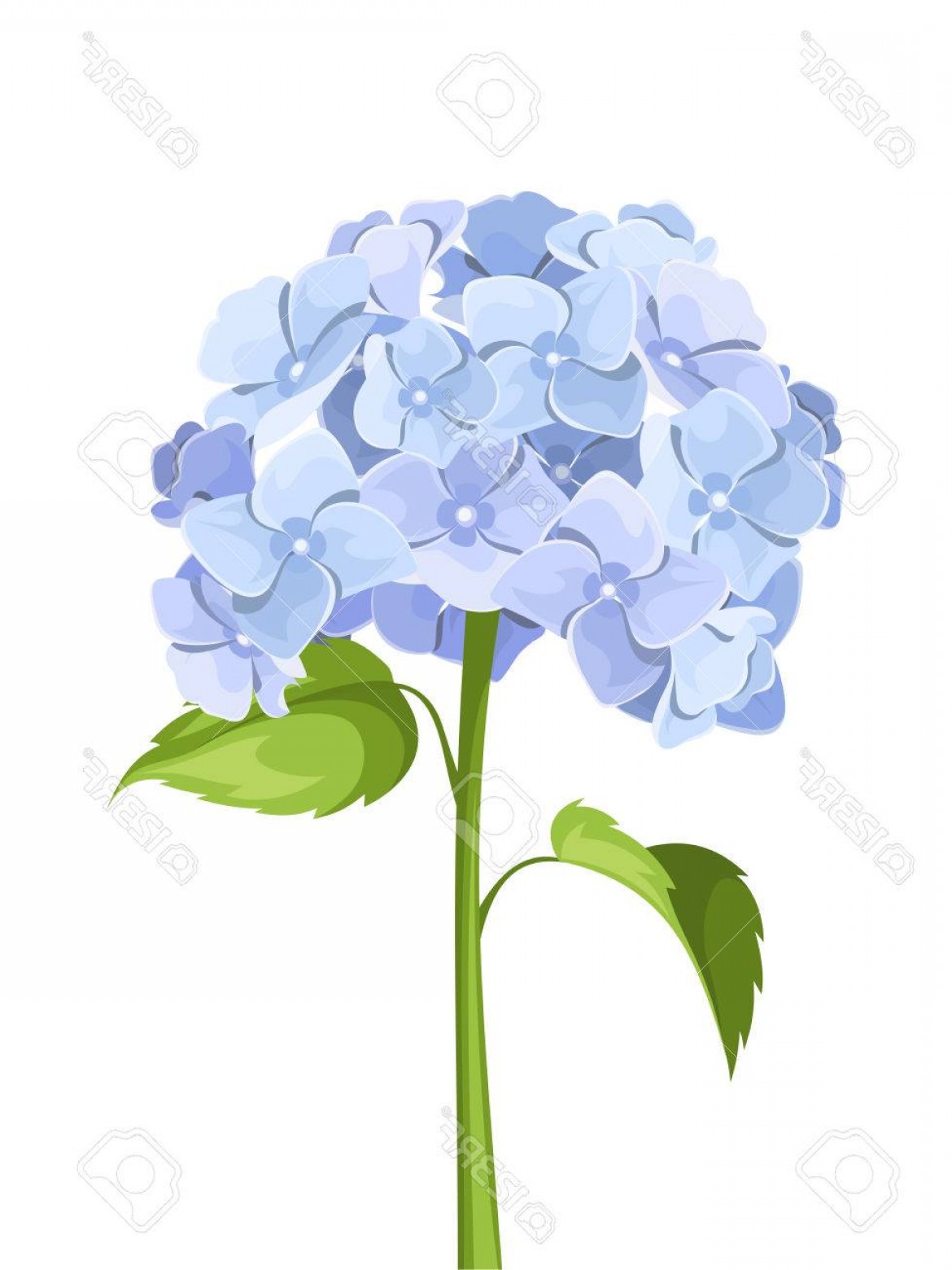 1170x1560 Photostock Vector Blue Hydrangea Flowers Vector Illustration