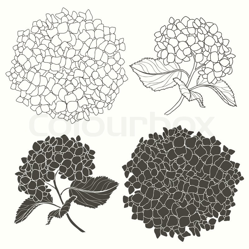 800x800 Set Of Hydrangeas Isolated On White Background. Hand Drawn Vector
