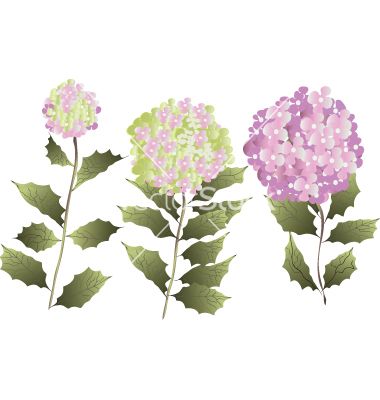 380x400 Three Hydrangea Vector 24829