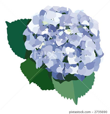 450x468 Blue Hydrangea, Vector, Vectors