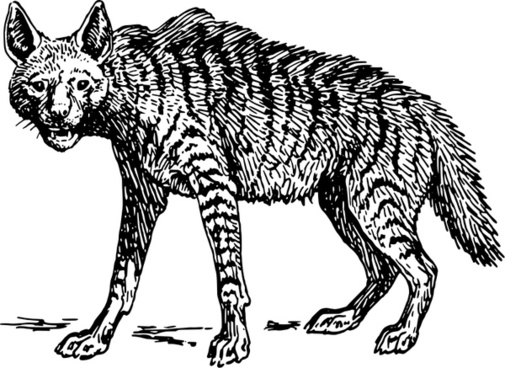 505x368 Hyena Vector Free Download Free Vector Download (2 Free Vector