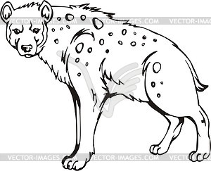 300x243 Spotted Hyena