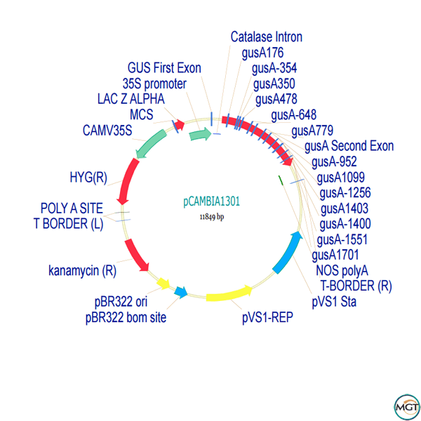 600x600 Pcambia1301 Plant Expression Vector Your Source For High Quality