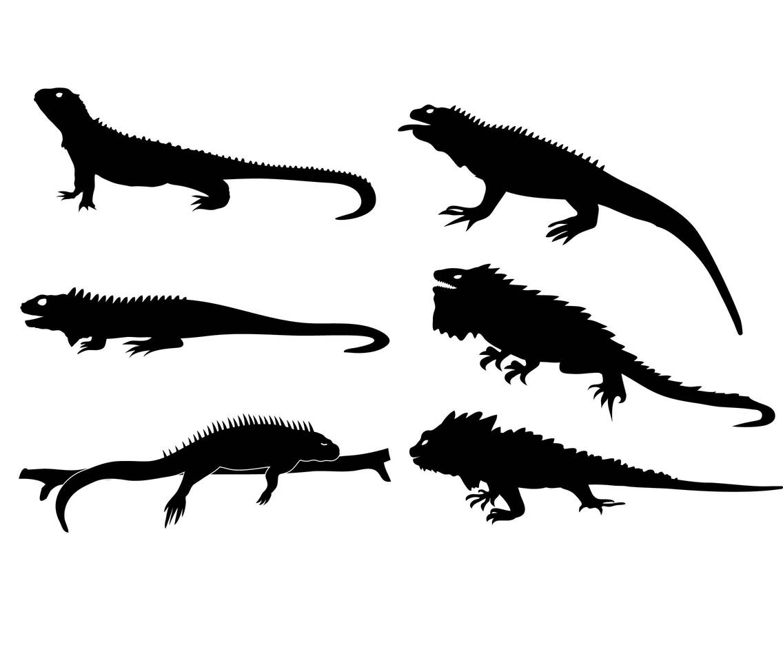 1136x936 Iguana Vector Set Vector Art Amp Graphics