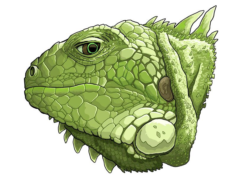 800x601 The Iguana. Vector Illustration Available Httpwww.shutterstock