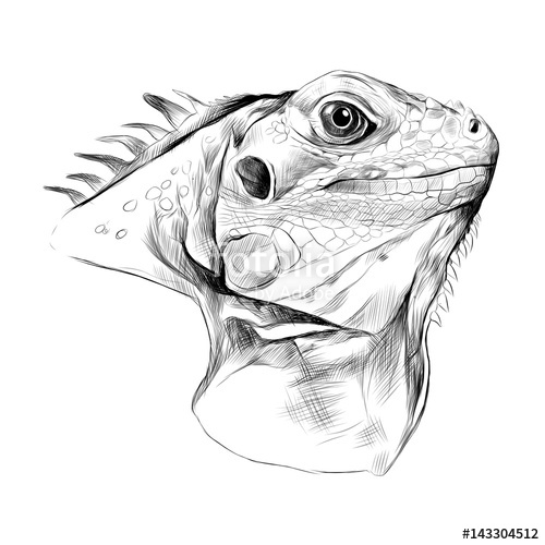 500x500 Head Iguana Profile, Sketch Vector Graphics Black And White