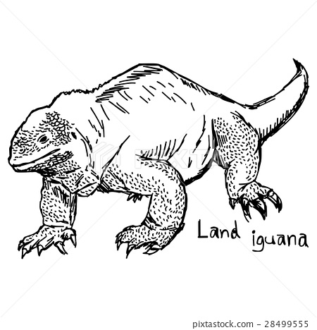 450x468 Land Iguana