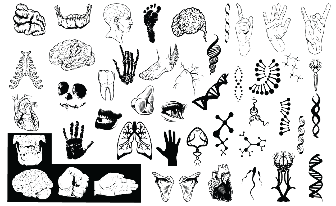 1270x778 Anatomy Vector Pack For Adobe Illustrator