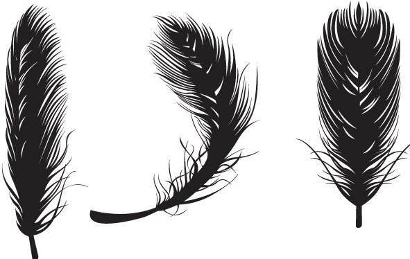 591x374 Feather Vectors Free Vector In Adobe Illustrator Ai ( .ai ) Vector