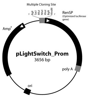 300x329 Vector Information Active Motif Lightswitch Store