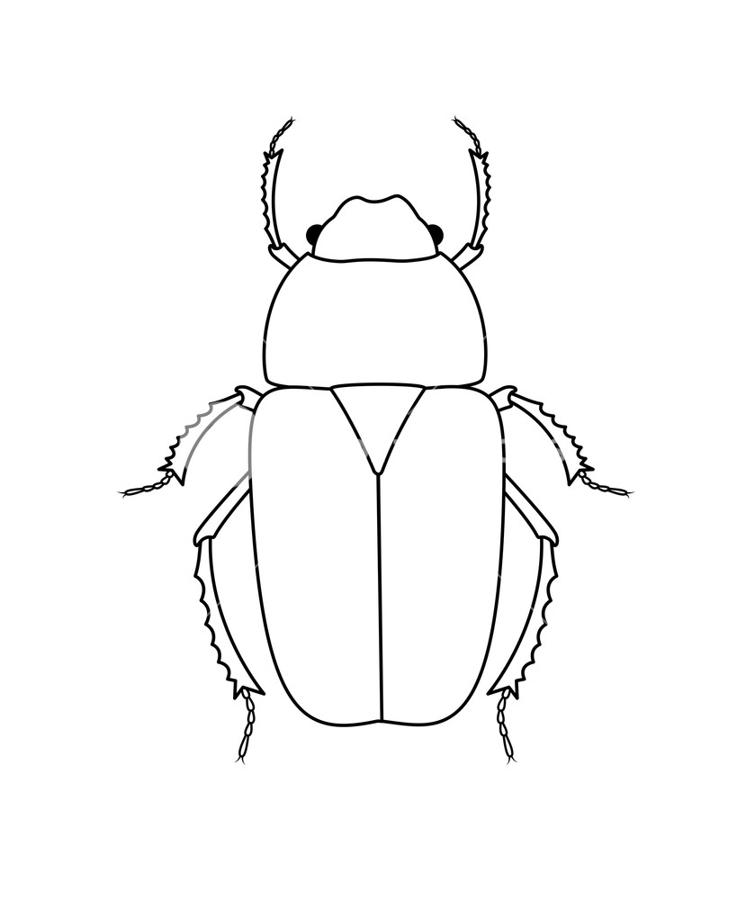 829x1000 Drawing Art Of Beetle Insect Vector Illustration Royalty Free