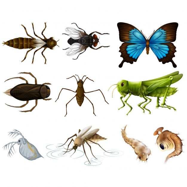 626x626 Fly Insect Vectors, Photos And Psd Files Free Download