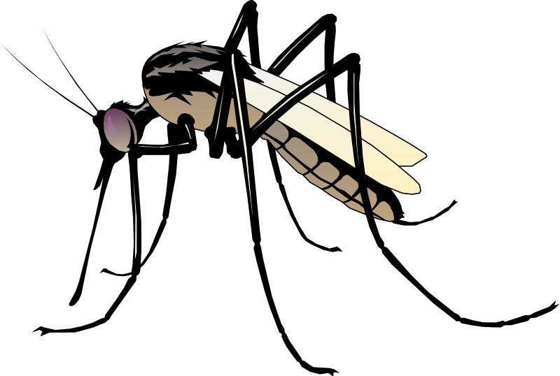 800x538 Insect 06 Free Vector 4vector