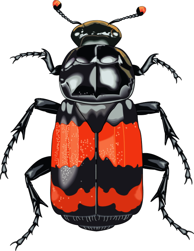 619x800 Insect 28 Free Vector 4vector