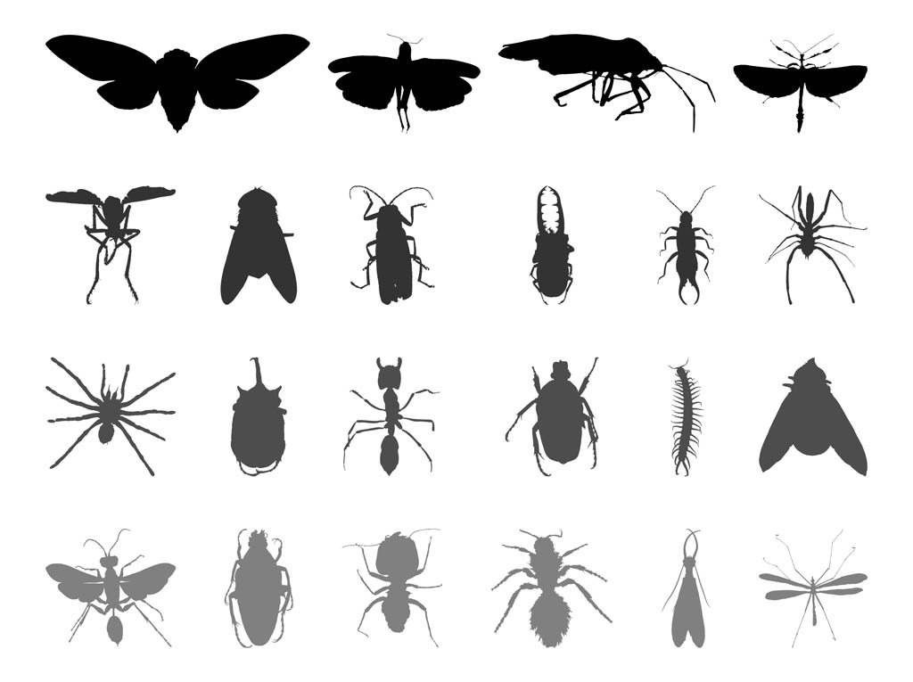 1024x765 Insect Silhouettes Vector Art Amp Graphics