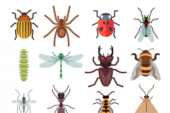 720x479 Insect Vector Flat Icons Isolated On White Background By