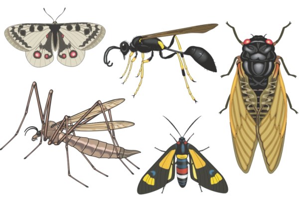 600x411 Realistic Insect Vector Graphic Graphic Hive