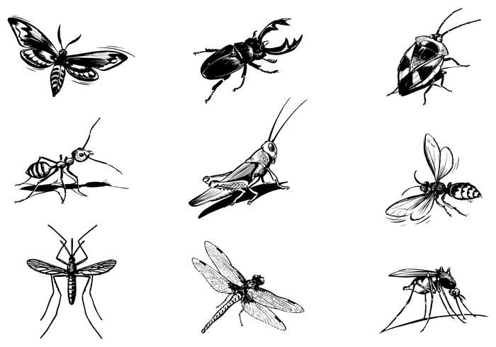 700x490 Various Insect Vector Pack