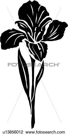 Iris Flower Vector