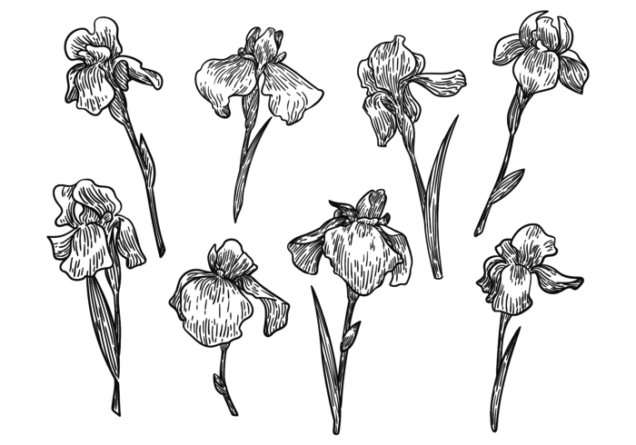 700x490 Free Hand Drawn Iris Flower Vectors