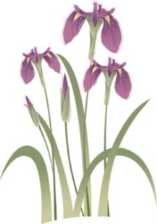 225x322 Iris Flower 5 Free Vector 4vector