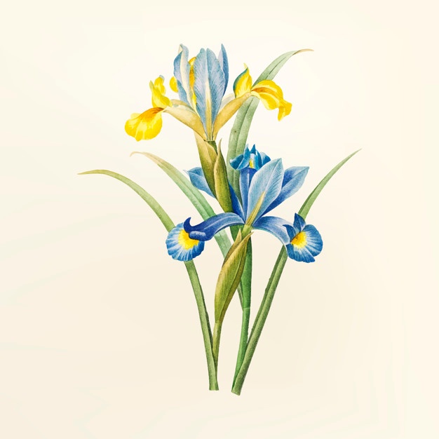 626x626 Iris Flower Vectors, Photos And Psd Files Free Download